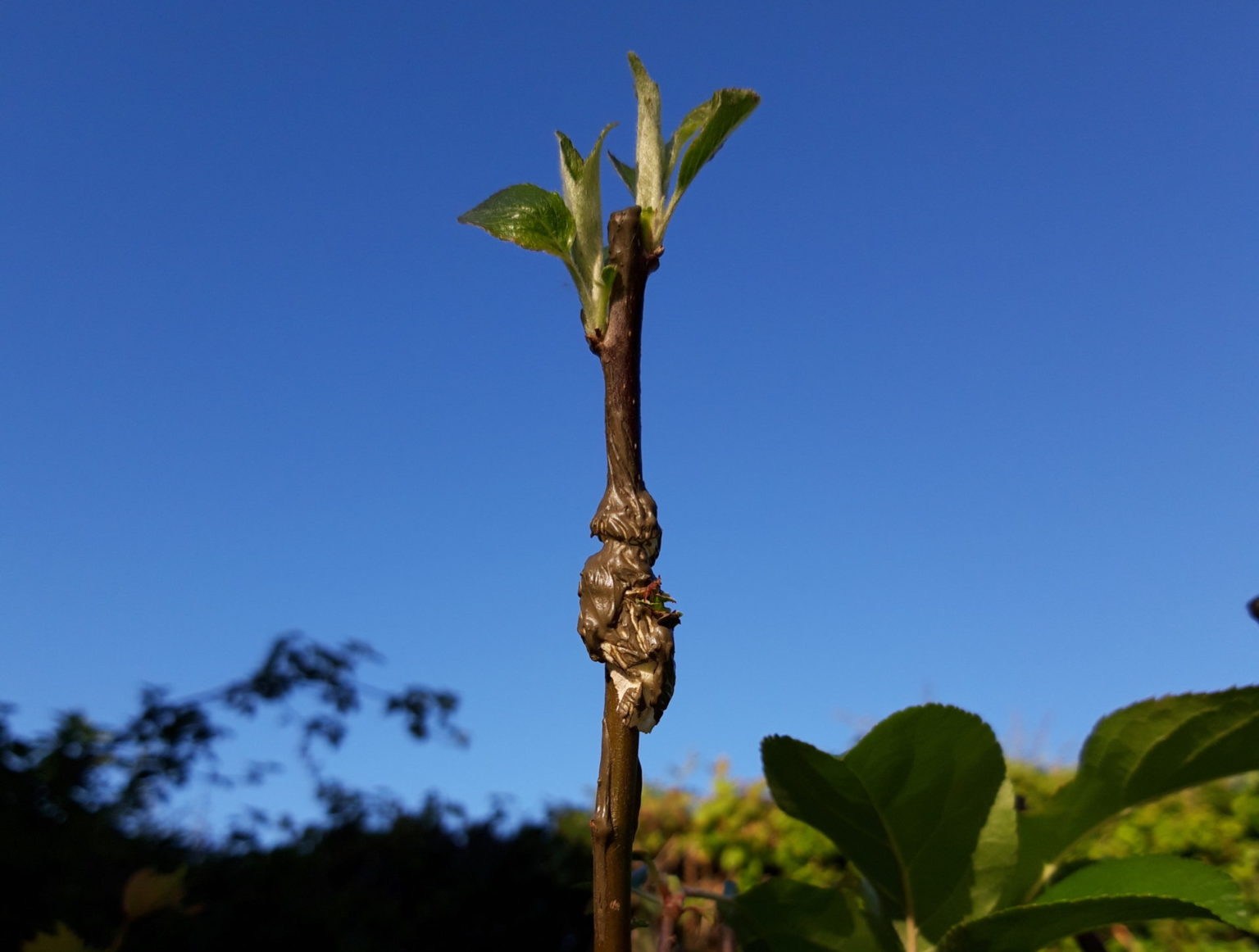 Arbres fruitiers : 5. Greffage – Les découvertes de Comblain